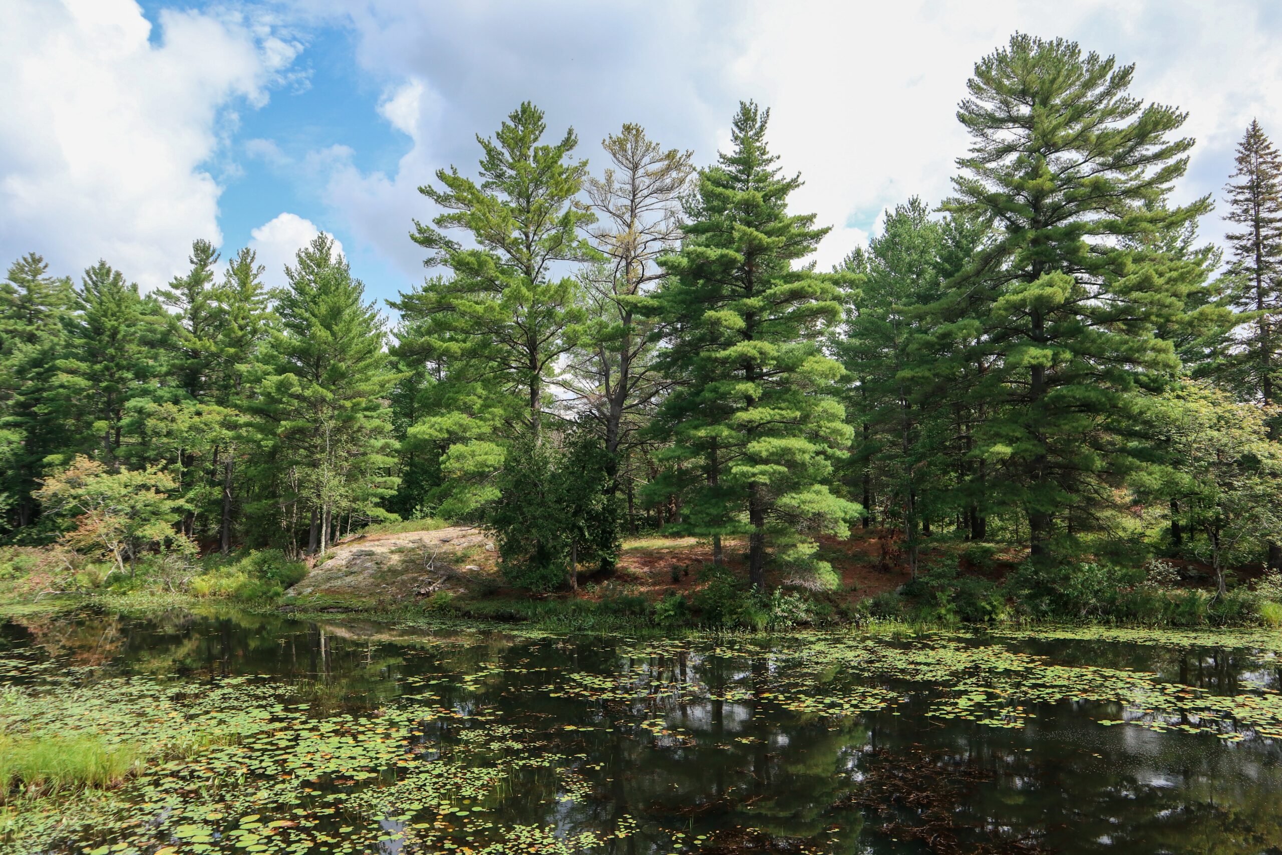 lake_trees1 Person showing seedlings