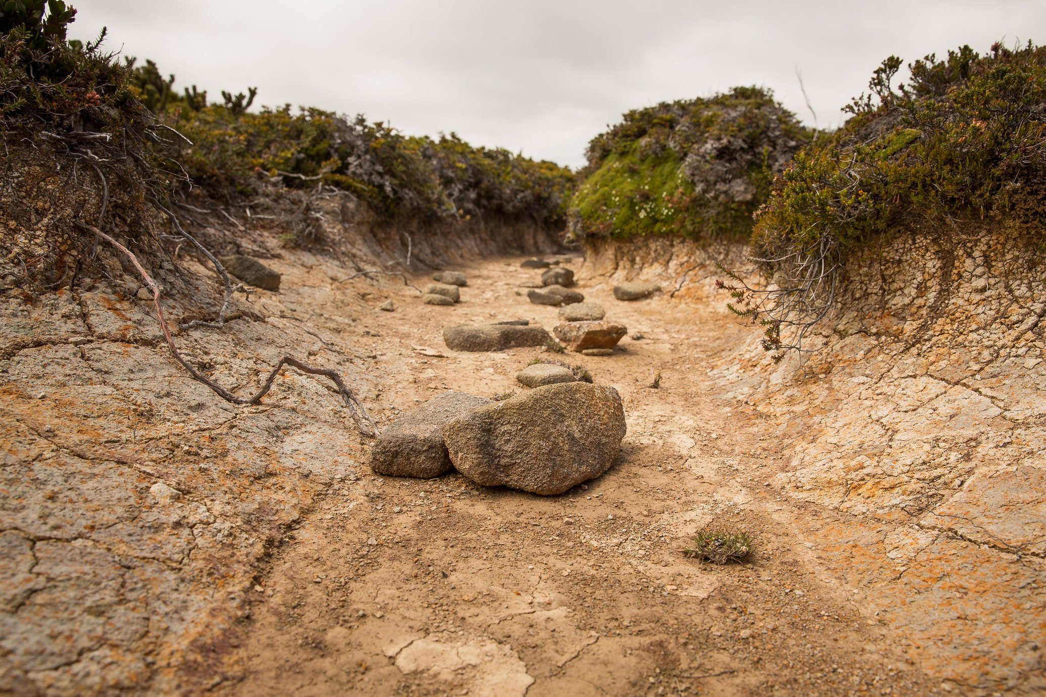 unsplash_drought_matt_palmer Person showing seedlings
